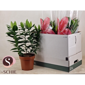 LIL OR STARLIGHT EXP