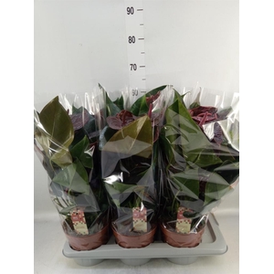 Anthurium andr. 'Otazu'