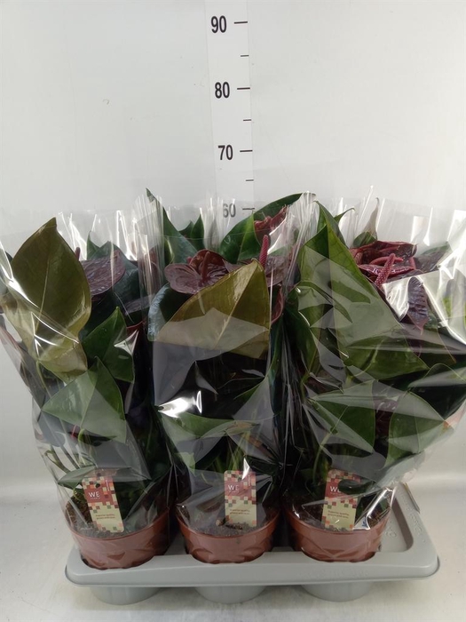 <h4>Anthurium andr. 'Otazu'</h4>