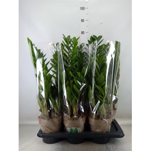 Zamioculcas zamiifolia