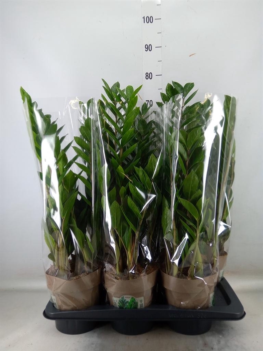 <h4>Zamioculcas zamiifolia</h4>