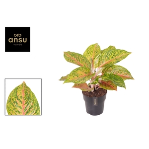 Aglaonema Grand Bouquet