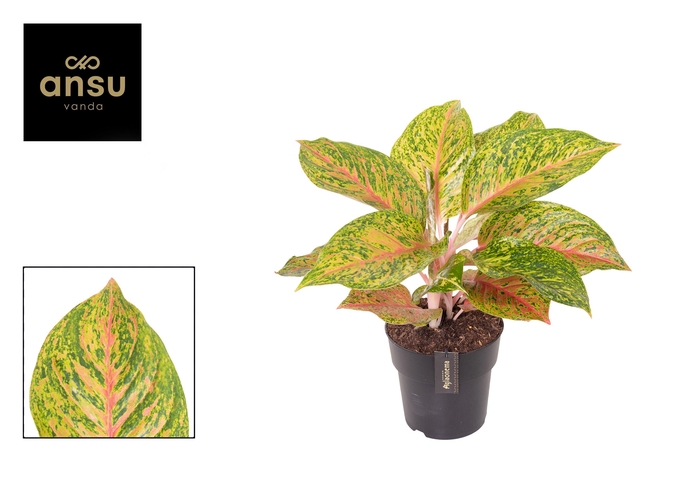 <h4>Aglaonema Grand Bouquet</h4>