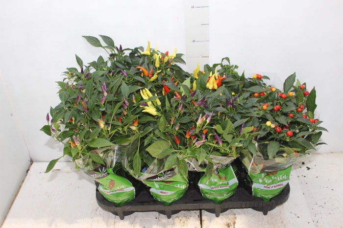 <h4>PIMENTA P14</h4>