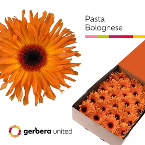 Gerbera Pasta Bolognese Doos