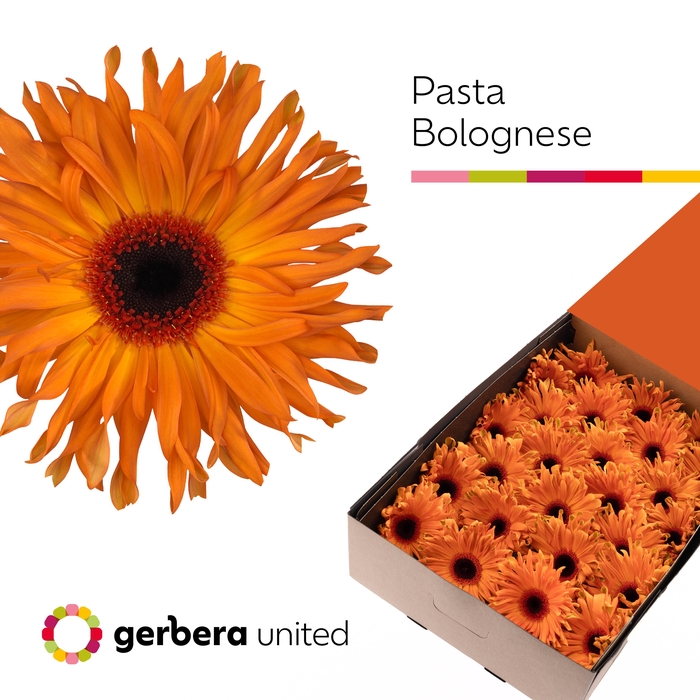 <h4>Gerbera Pasta Bolognese Doos</h4>