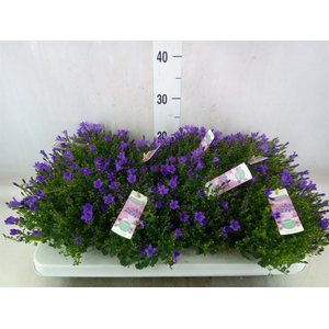 Campanula porten. 'Ambella In Prpl'