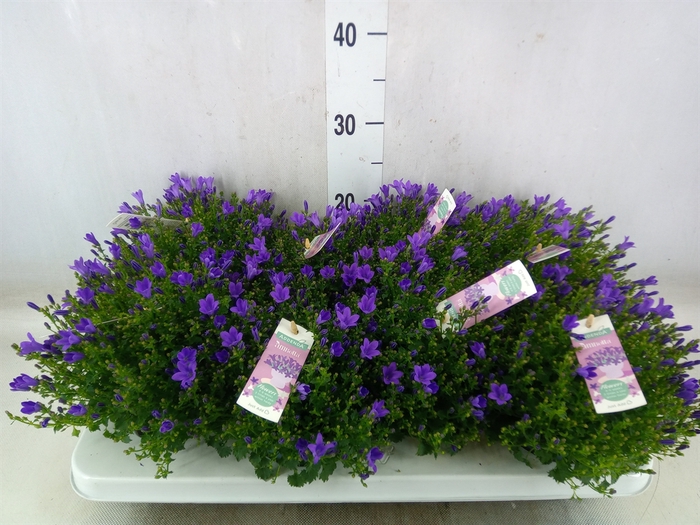 <h4>Campanula porten. 'Ambella In Prpl'</h4>