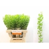 Lepidium Butterfly