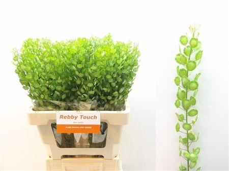 Lepidium Butterfly