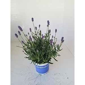 LAVANDULA HIDCOTE BLUE P12