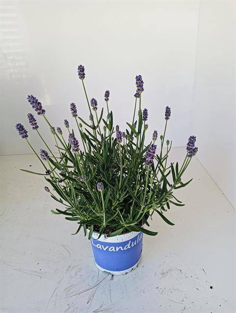 <h4>LAVANDULA HIDCOTE BLUE P12</h4>