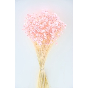 Dried Glixia L Pink Bunch