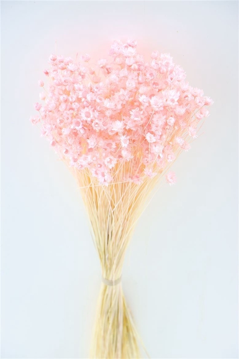 Dried Glixia L Pink Bunch