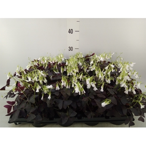 Oxalis   ...