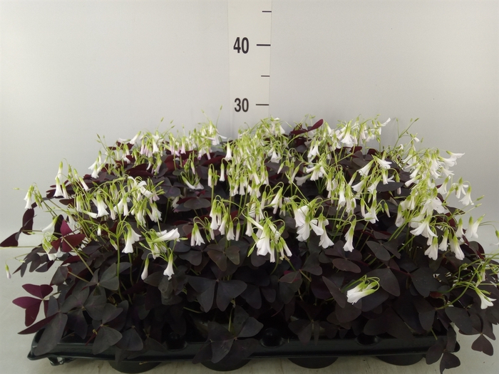 <h4>Oxalis   ...</h4>