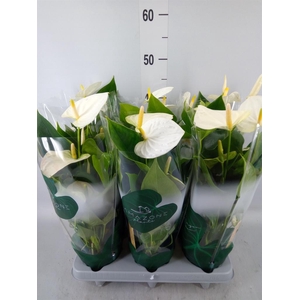 Anthurium andr. 'Samora'