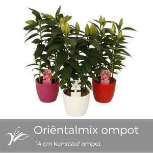 Lilium oriëntalmix kunststof ompot 14 cm (or. lelie)