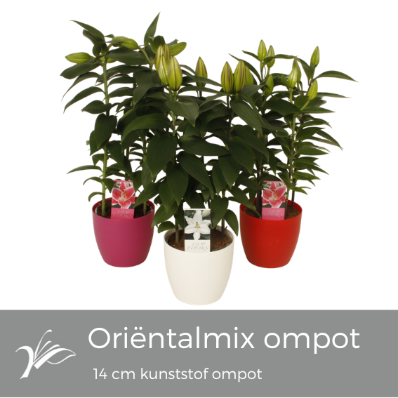 <h4>Lilium oriëntalmix kunststof ompot 14 cm (or. lelie)</h4>