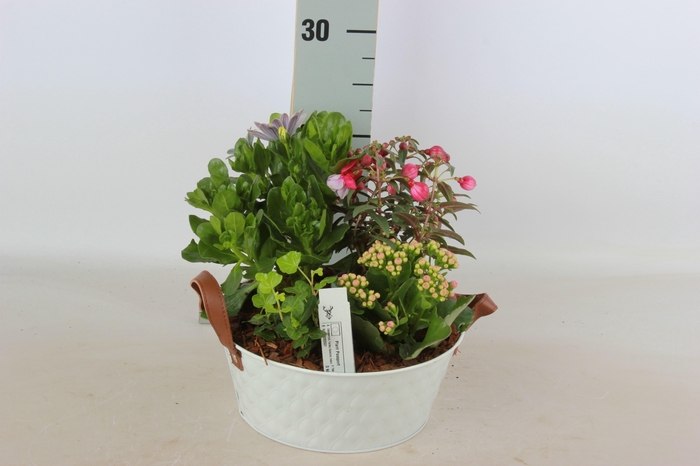 <h4>ARR TUINPLANTEN</h4>