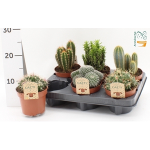 CACTUS GEM