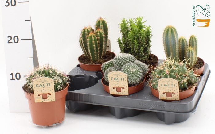 <h4>CACTUS GEM</h4>