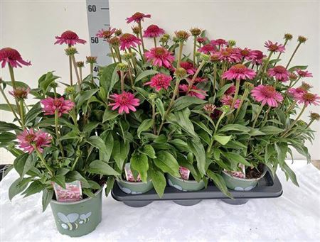 Echina Sensation Pink