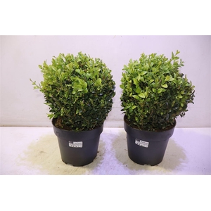 Buxu Sempervirens