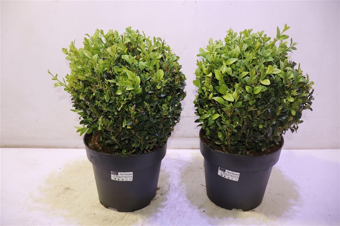 <h4>Buxu Sempervirens</h4>