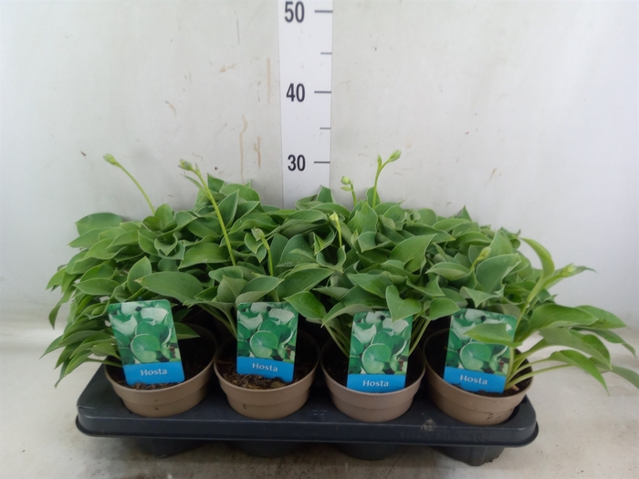 <h4>Hosta  'Blue Cadet'</h4>