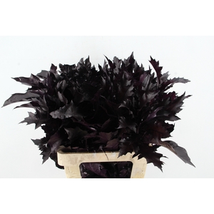 QUERC RUBRA 60CM AUBERGINE