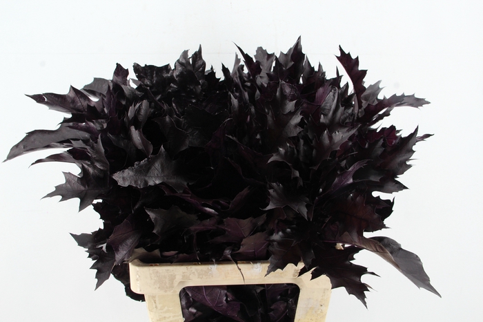 <h4>QUERC RUBRA 60CM AUBERGINE</h4>