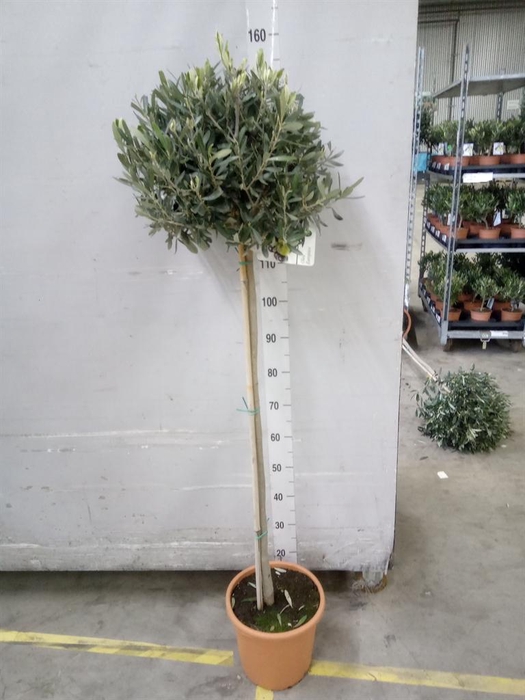 <h4>Olea europaea</h4>