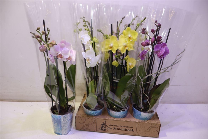 <h4>arr8 Phal Gem 4 Kl</h4>