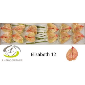 Anthurium Elisabeth
