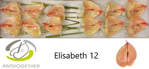 <h4>Anthurium Elisabeth</h4>