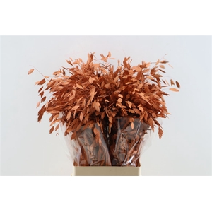 Dried Chasmantium Metallic Orange Stem