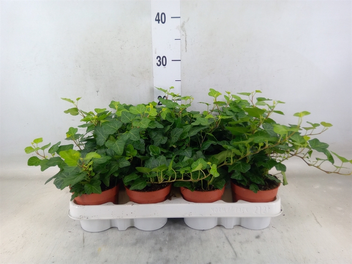 <h4>Hedera helix 'Wonder'</h4>
