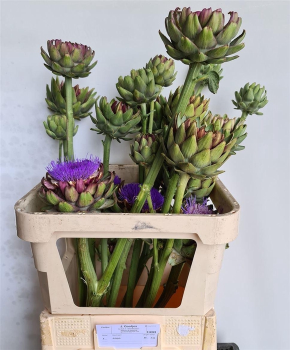 <h4>Cynara Groene V Laon</h4>