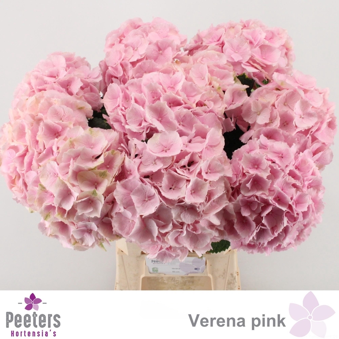 <h4>HYDR M CH VERENA</h4>