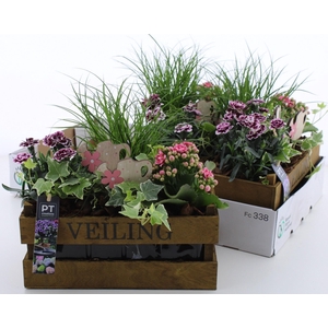 ARR TUINPLANTEN