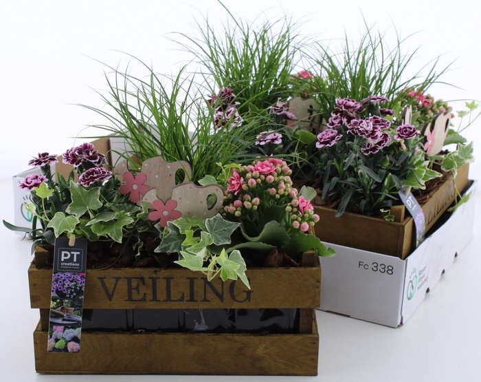 <h4>ARR TUINPLANTEN</h4>