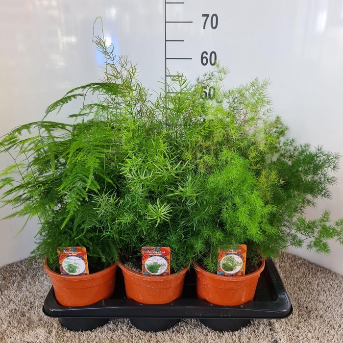 <h4>Asparagus ...mix 3</h4>