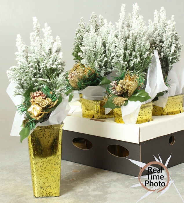 arr8 Cham L Ellwoodii + Snow In Gold Keramiek