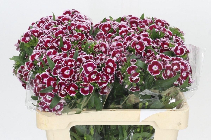 <h4>DI BARB KING BRE</h4>