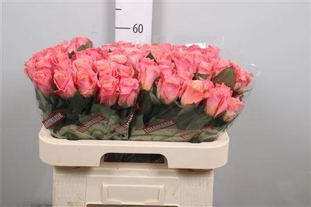 <h4>R Gr Miss Piggy+</h4>