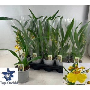 ONCIDIUM OV