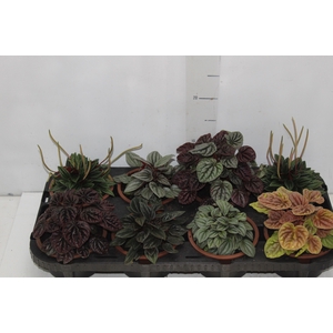 PEPEROMIA MINI C13 VARIADO