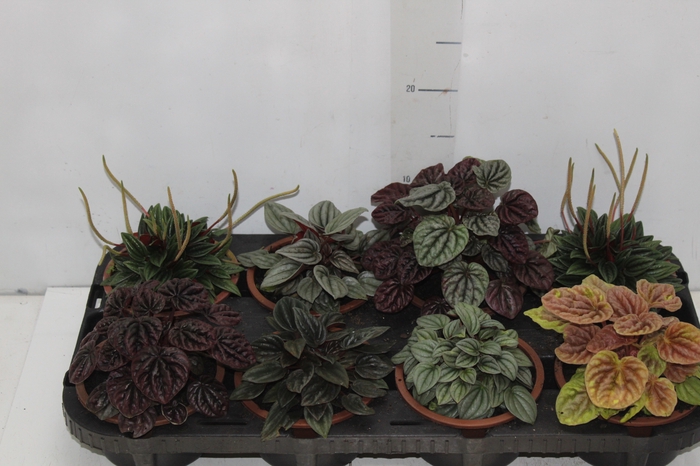 <h4>PEPEROMIA MINI C13 VARIADO</h4>