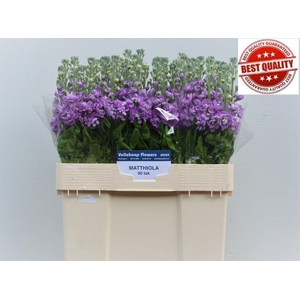 MATTH FIGARO LAVENDE